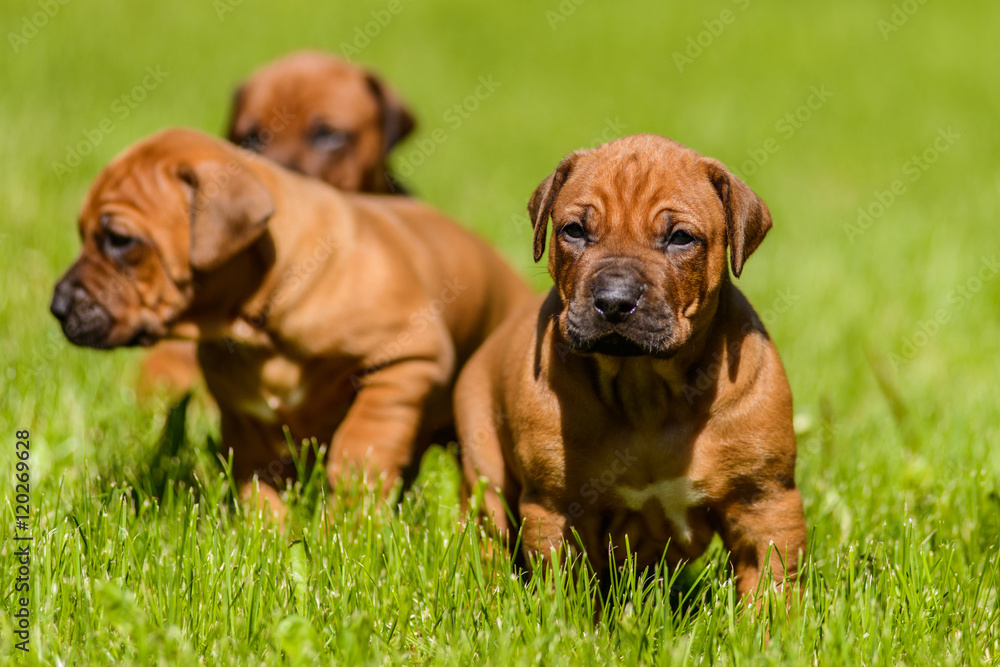 Group of Rhodesian Ridgeback puppies sitting in the grass