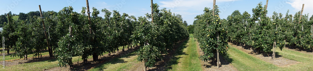 Rows of apple trees