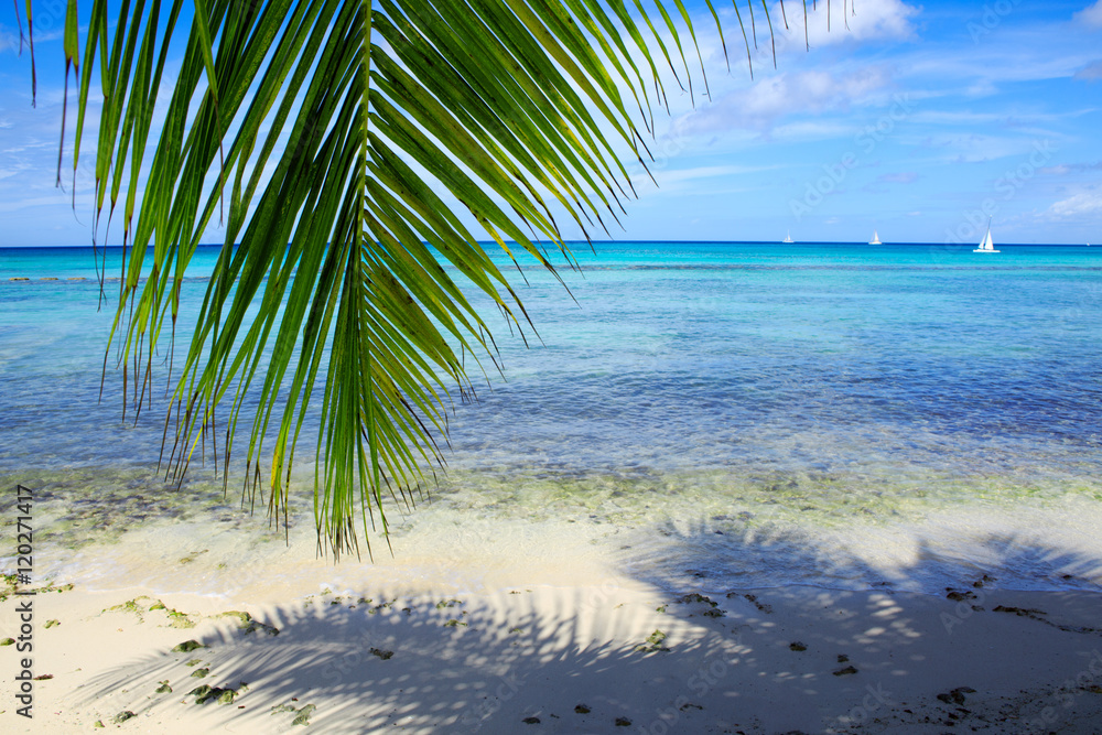 Palm leaves and caribbean sea .