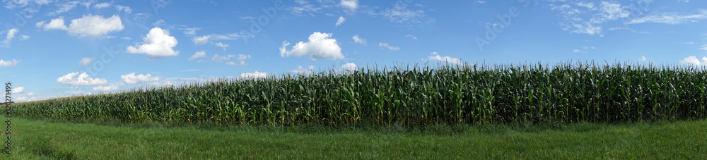 Corn field in Germany