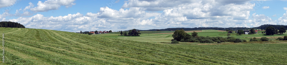 Panorama of green field