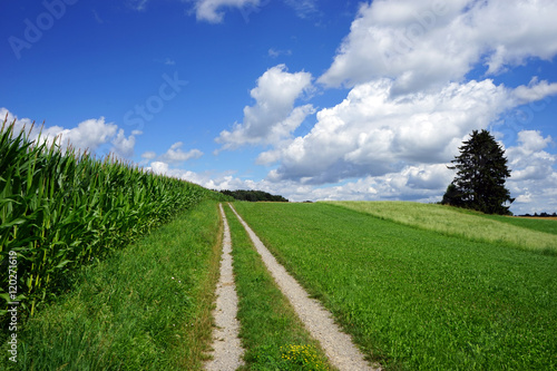 Corn field and track