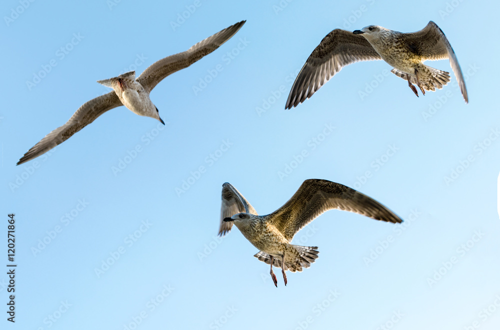 Obraz premium Seagull against sky