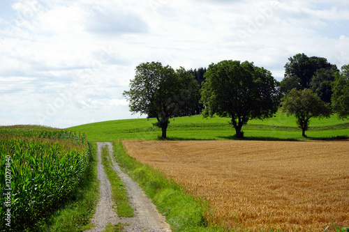 Fototapeta Naklejka Na Ścianę i Meble -  Track and corn field in Germany