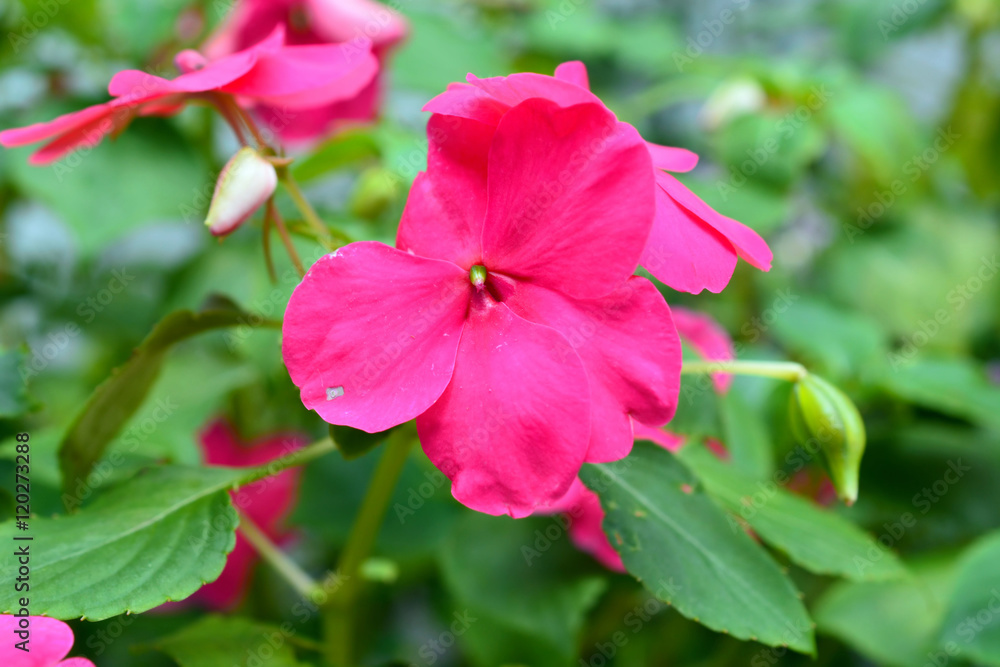 Hot Pink Impatient Flowers Blooming in a Garden Hot Pink Impatient Flowers Blooming in a Garden