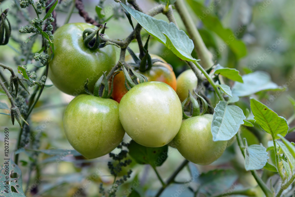 Unripe Tomatoes on Tomato Plant