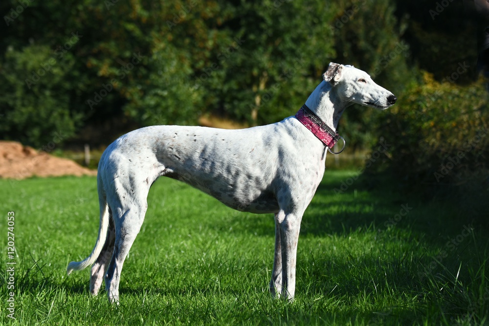 weißer Greyhound