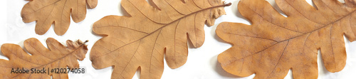 header old dry autumn oak leaves