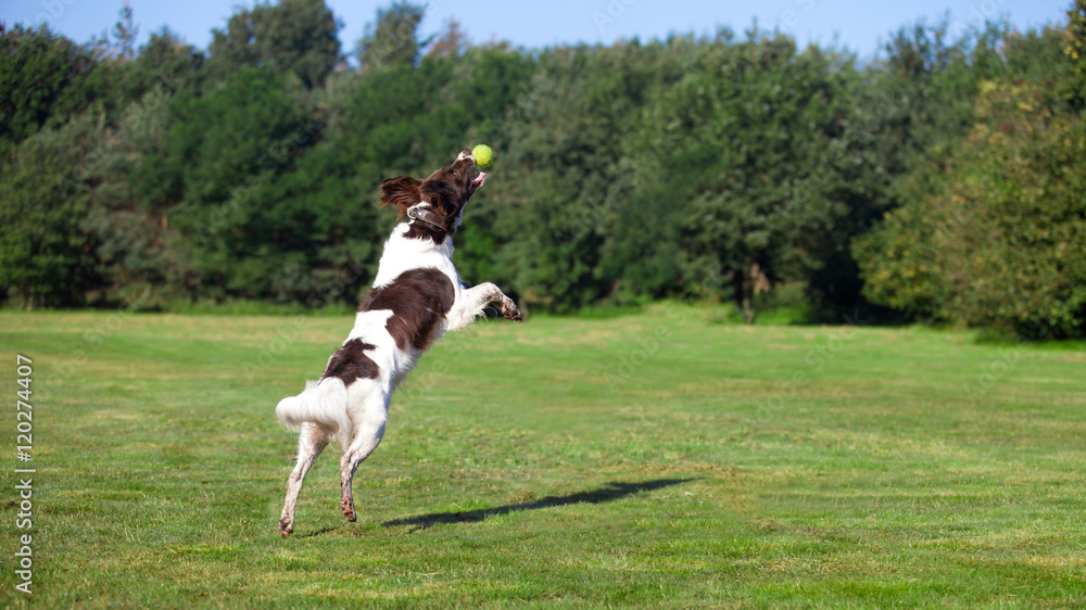 dog jumping and catching a ball dog jumping and catching a ball