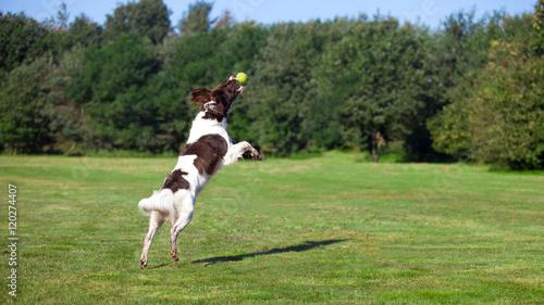 Bilde på lerret dog jumping and catching a ball
