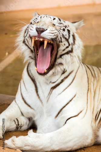 Fototapeta Naklejka Na Ścianę i Meble -  White Tiger at the zoo