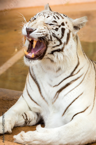 White Tiger at the zoo