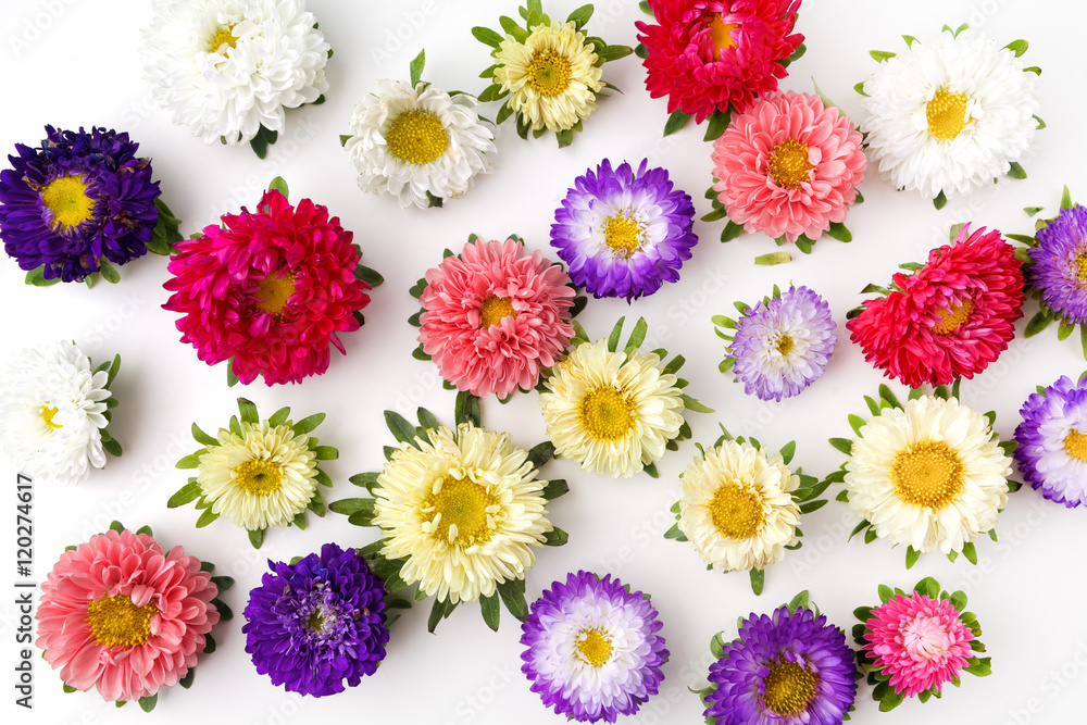 Colored chrysanthemums flowers background. Flat lay.
