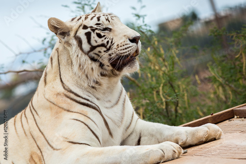 Fototapeta Naklejka Na Ścianę i Meble -  White Tiger at the zoo