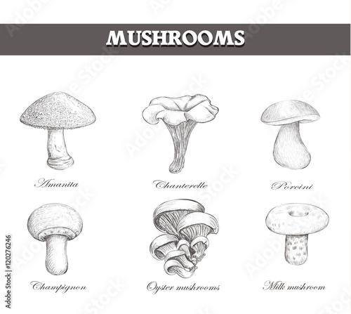 Set mushroom sketch vector.