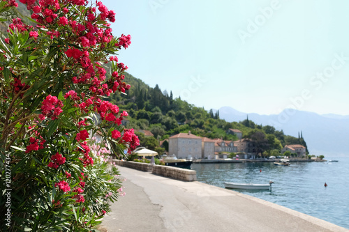 Oleander flowers in town of Perast, Kotor Bay, Montenegro