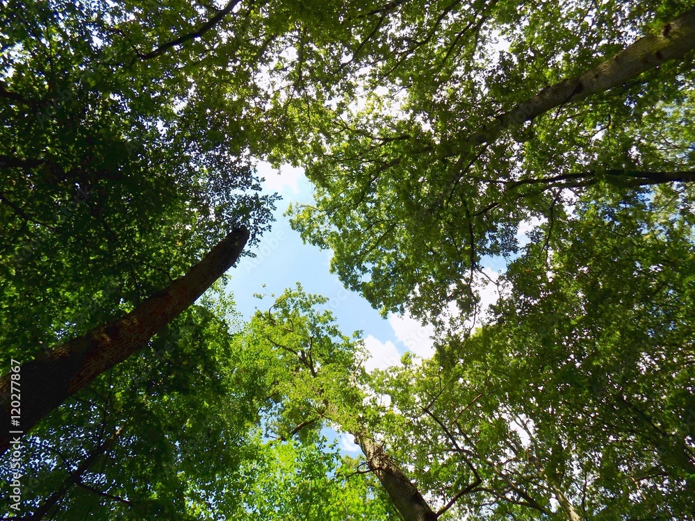High deciduous trees in deciduous forest and blue sky High deciduous trees in deciduous forest and blue sky