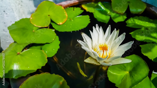 White lotus in basin with green leaf