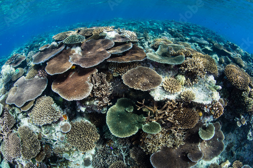 Reef-Building Corals on Shallow Pinnacle