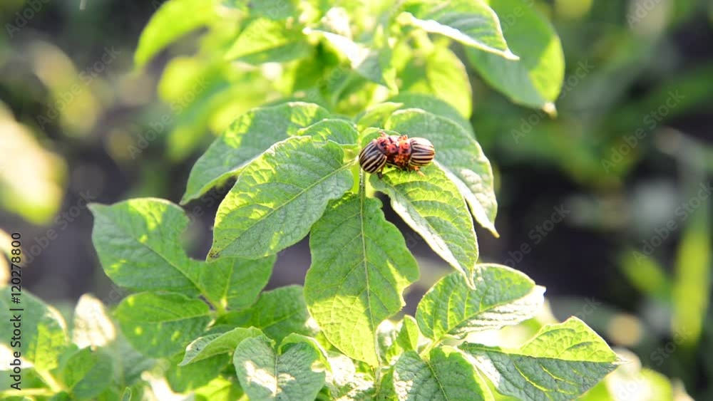 Adult Colorado potato beetles on leaves Adult Colorado potato beetles on leaves