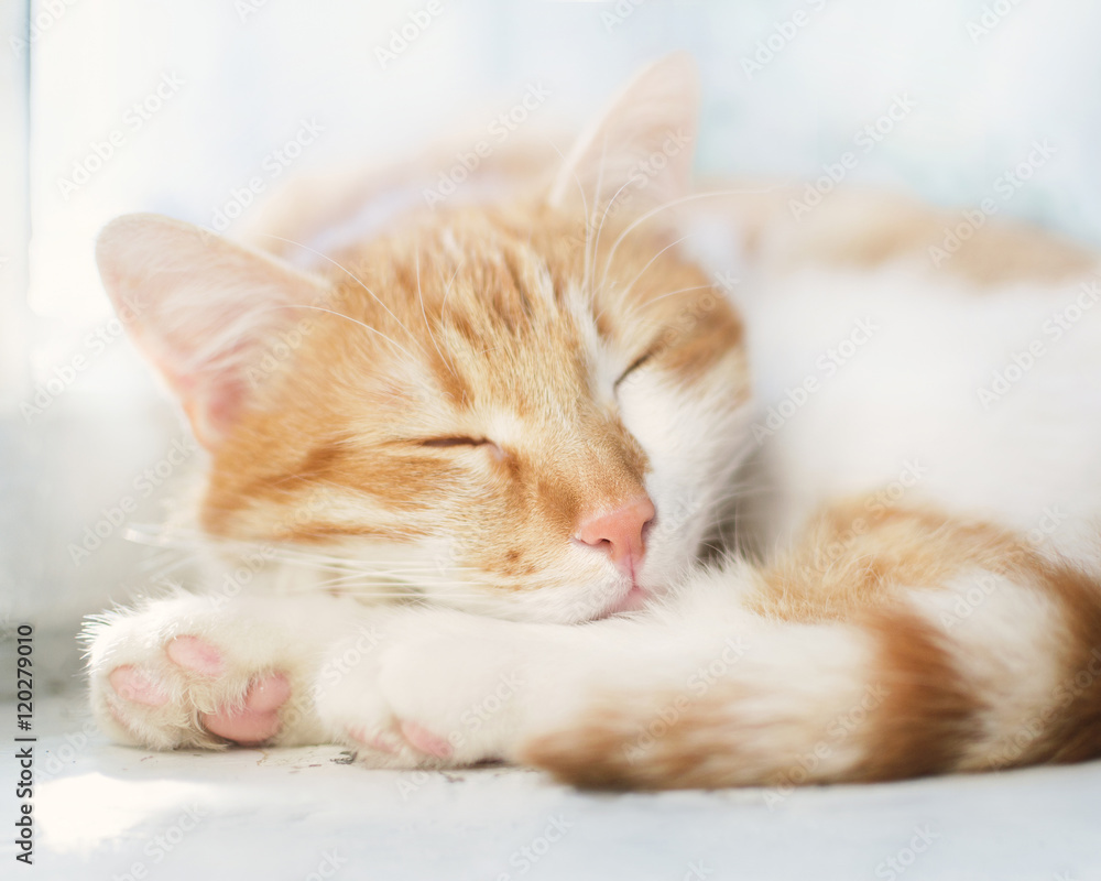 Cute ginger sleeping cat in blue background. Selective shallow focus.