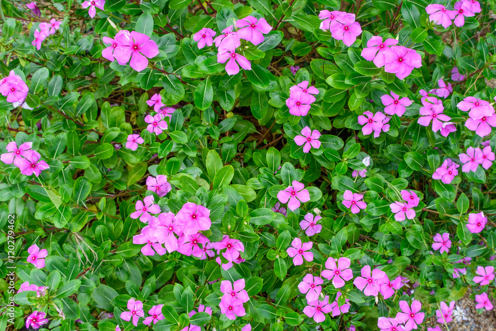 beautiful spring garden pink flower background beautiful spring garden pink flower background