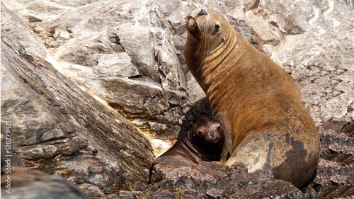 Seelöwe mit Nachwuchs auf Felsenklippen photo