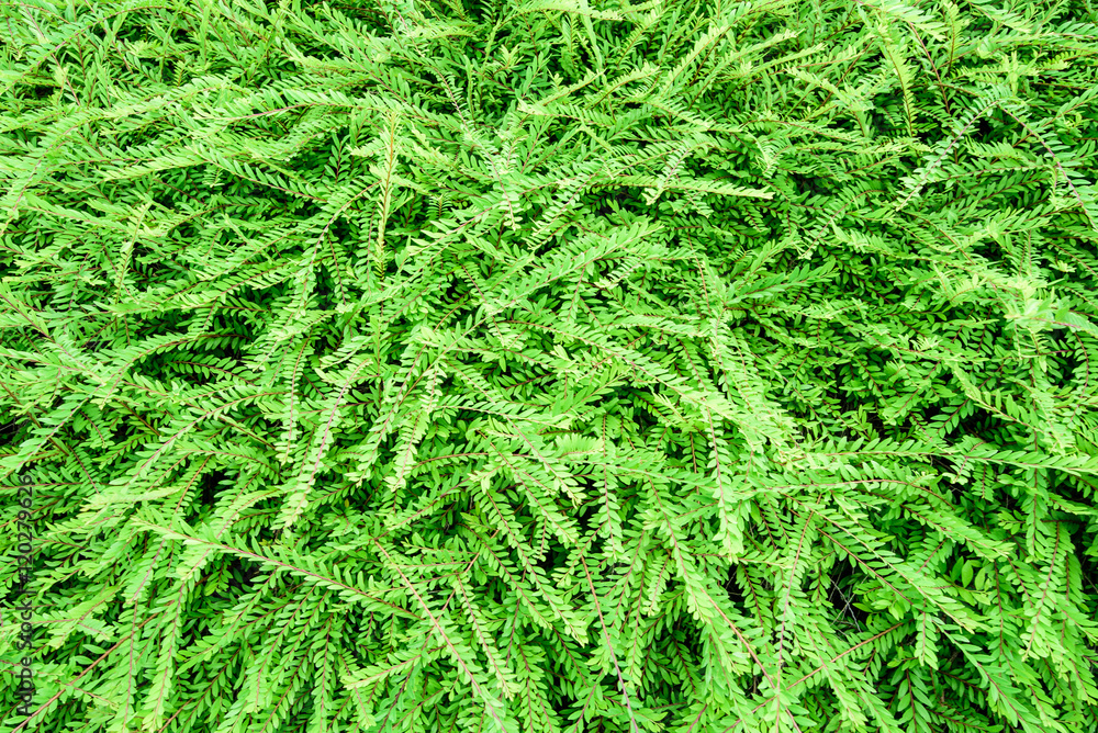 Green fern background texture Green fern background texture