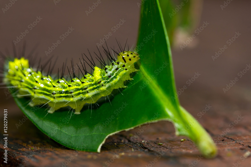 Naklejka premium caterpillar