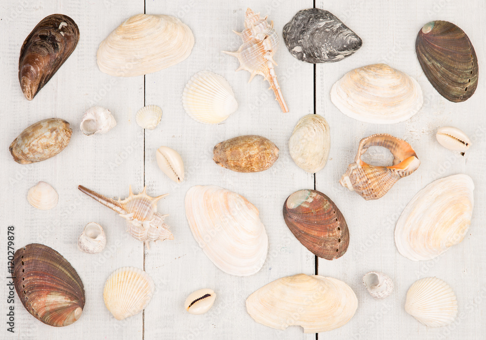 The group of sea shells on white wooden background The group of sea shells on white wooden background