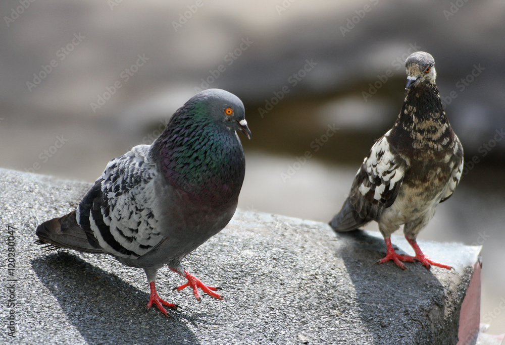 Two pigeons on the roof.