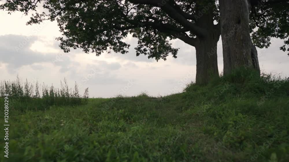 oak and maple grow together on green field in sunset light walking backward tracking shot with stabilizer oak and maple grow together on green field in sunset light walking backward tracking shot with stabilizer