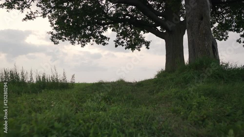 Wallpaper Mural oak and maple grow together on green field in sunset light walking backward tracking shot with stabilizer Torontodigital.ca