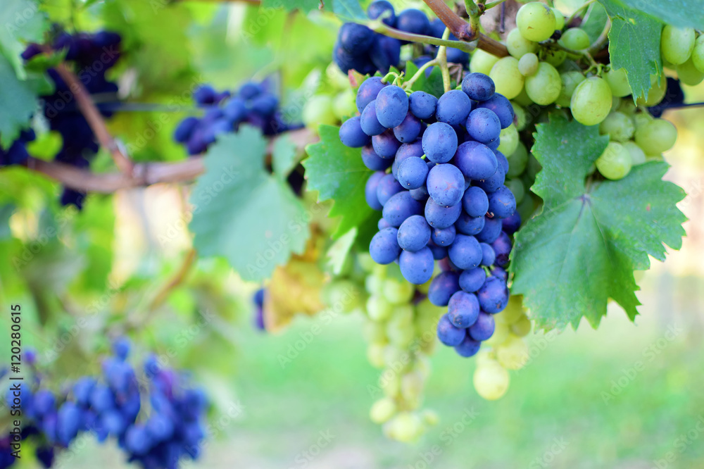 grapes in vineyard