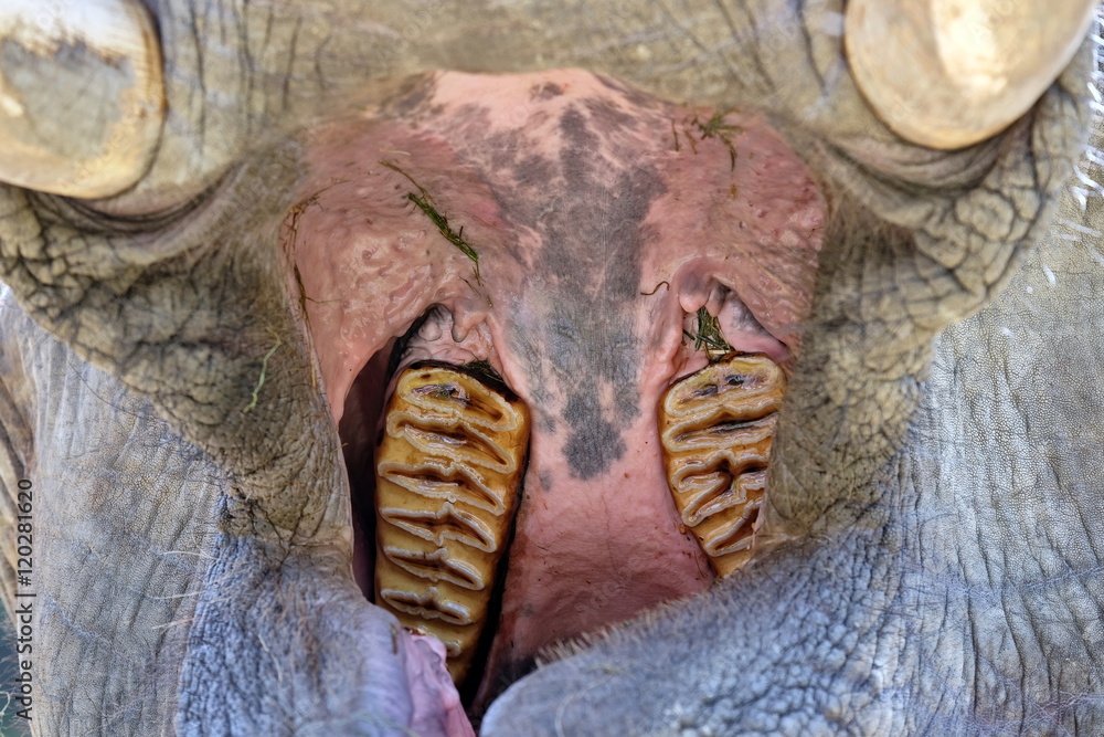 Obraz premium Elefant mit aufgerissenem Maul Detail