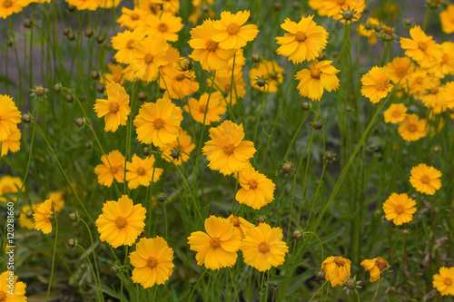 Yellow cosmos flowers in a meadow close-up. Nature