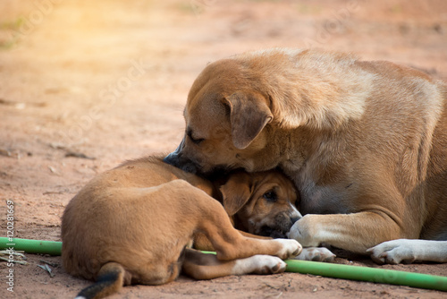 Puppy dog playing with mother