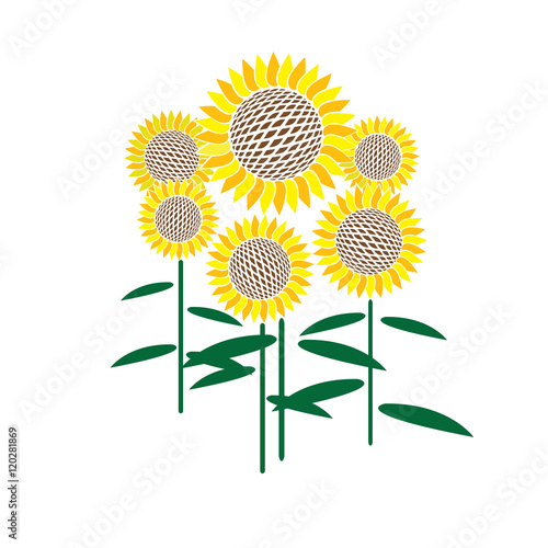 Six flat sunflowers on a white background