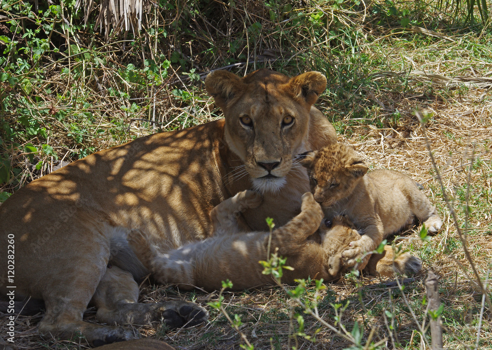 Naklejka premium Lionne et ses petits lionceaux