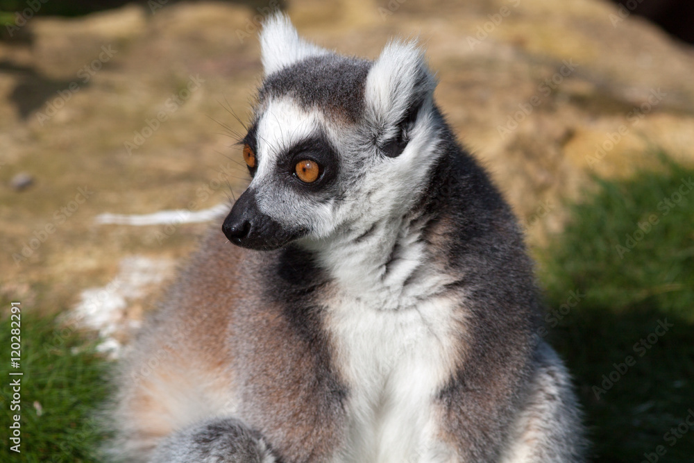 Madagascan Ring Tailed Lemur Close Up