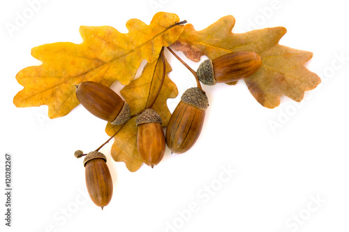 Beautiful autumnal oak leaves and acorn on white background with space for text. Oak (Quercus robur. Commonly known: English oak, pedunculate oak or French oak)