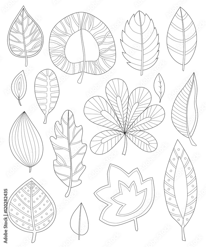 Obraz premium leaves coloring for adults, Collection of leaves for coloring pages, coloring anti-stress, naturetree leaves