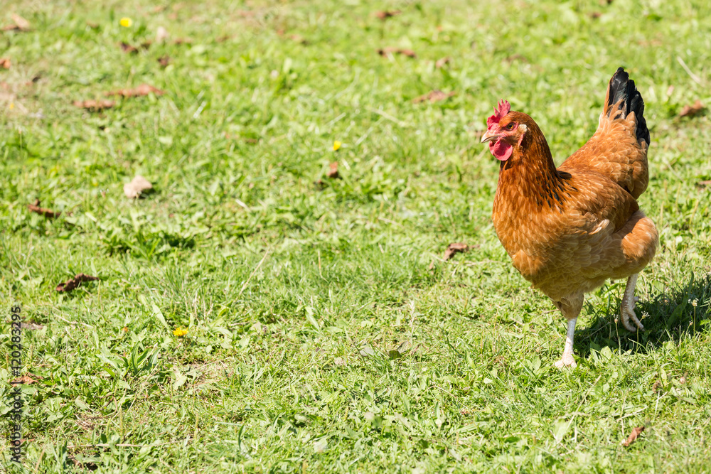 Fototapeta premium Home ecological farming hens