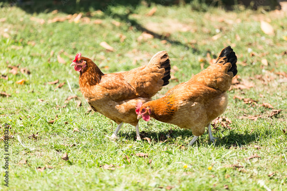 Fototapeta premium Home ecological farming hens