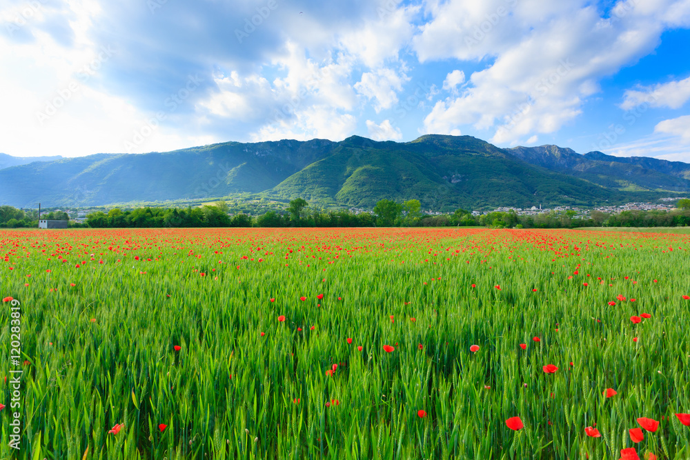 Red poppies field with mountains in background Red poppies field with mountains in background