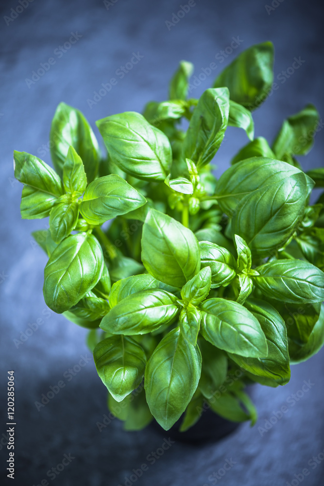 Fresh herb basill in pot Fresh herb basill in pot