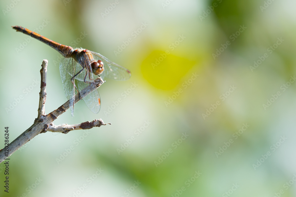 Dragonfly sitting on a branch - Colorful background Dragonfly sitting on a branch - Colorful background
