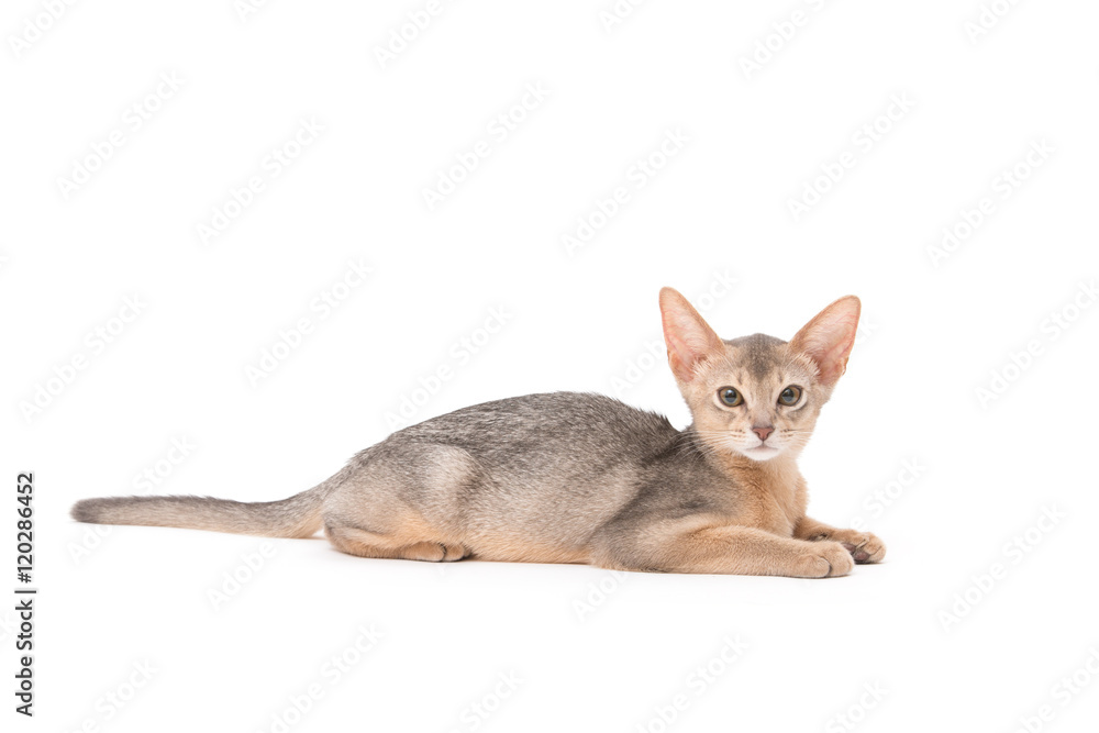 Obraz premium cat on white background