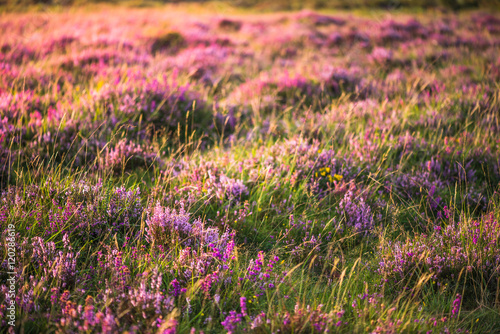 field in countryside full of heathers