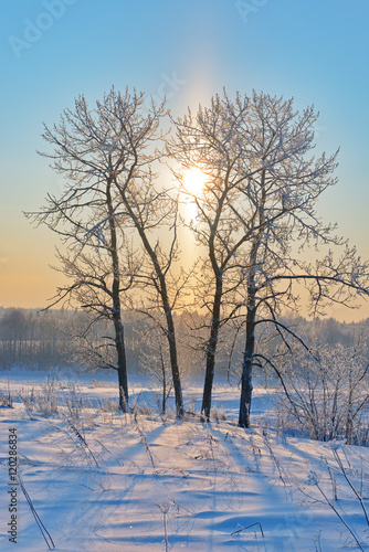 Vertical winter landscape with trees in frost and the sun.